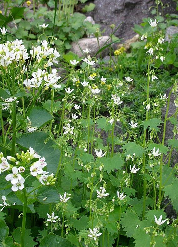 Saxifraga rotundifolia / Sassifraga a foglie rotonde